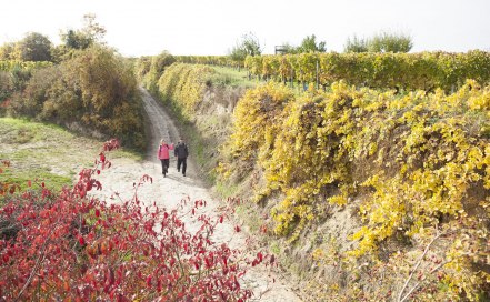 Die Weinberge strahlen in schönsten Farben auf dem RheinTerrassenWeg im Herbst, © Michael Zellmer