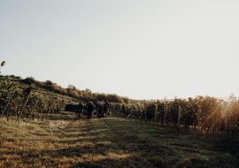 Weinbergswanderung