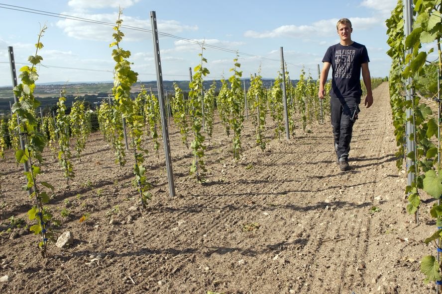 Weingut Bischofsmühle_Weinberg, © Weingut Bischofsmühle