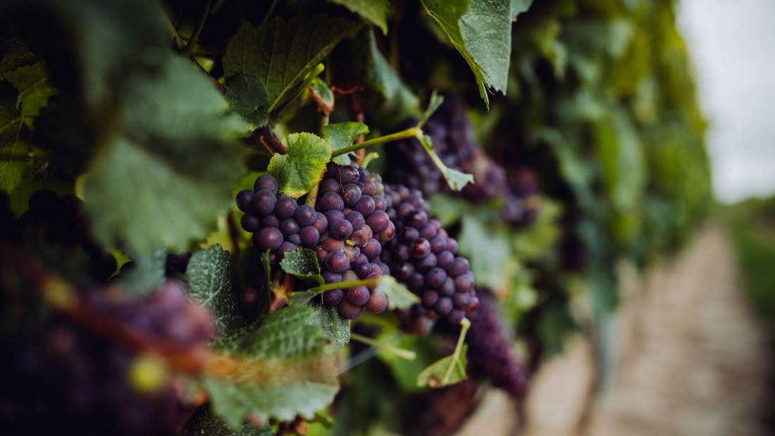 Weingut Klaus und Stefan Hahn_Rote Trauben, © Simone Bonnet