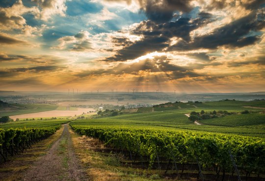 Sonnenuntergang in den Weinbergen, © CC BY SA 4.0 Dominik Ketz