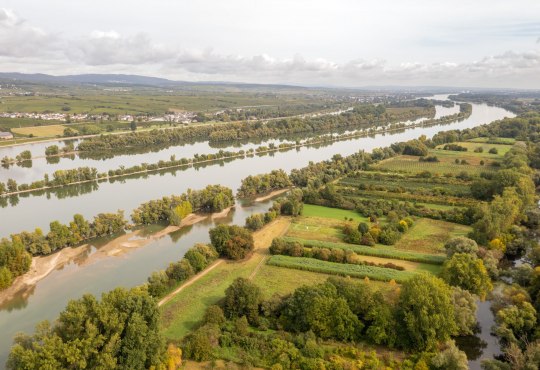 De Rijnweiden bij Ingelheim, © © Dominik Ketz