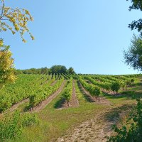 Blick über die Weinberge