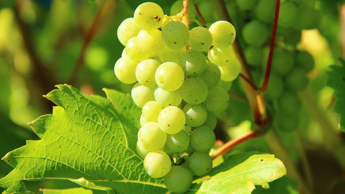 grapes-276070_1920, © free