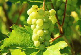 grapes-276070_1920, © free