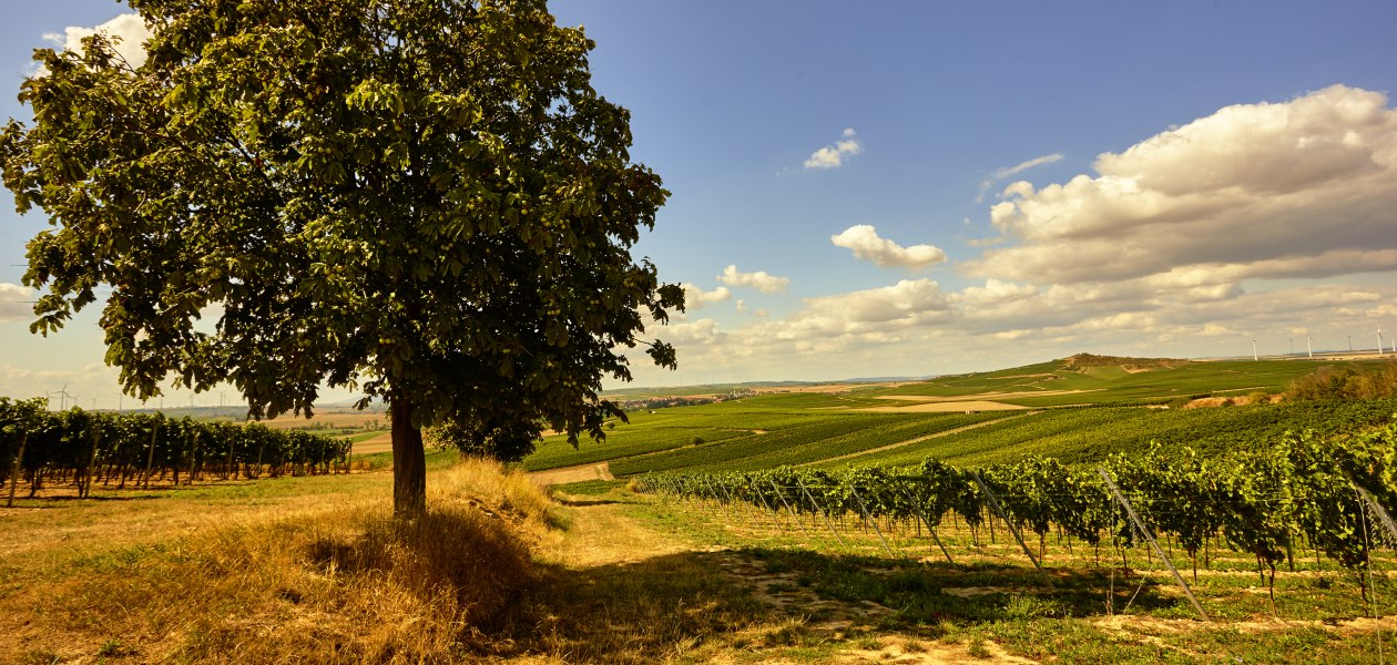 © Weingut Johanneshof