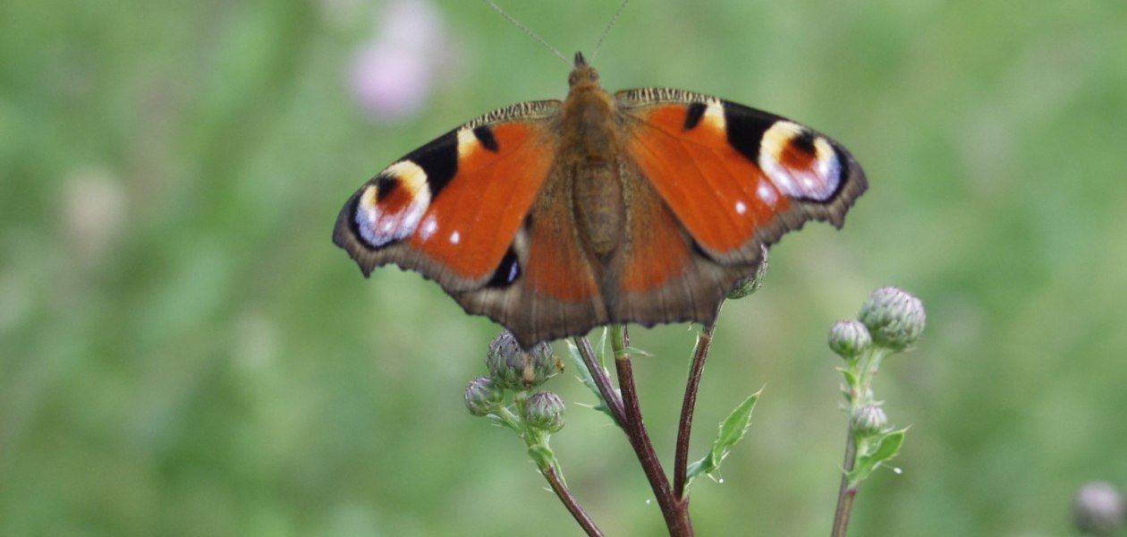 bruehler-hof-vlinder, © Weingut Brühler Hof