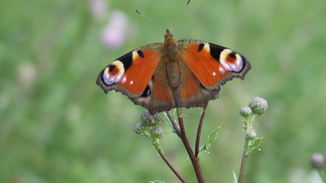 Bruehler-yard-butterfly, © Weingut Brühler Hof