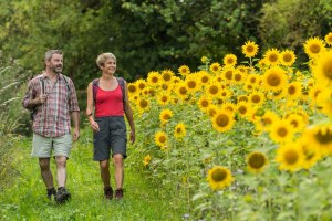 Wanderweg neben Sonnenblumen, © Dominik Ketz