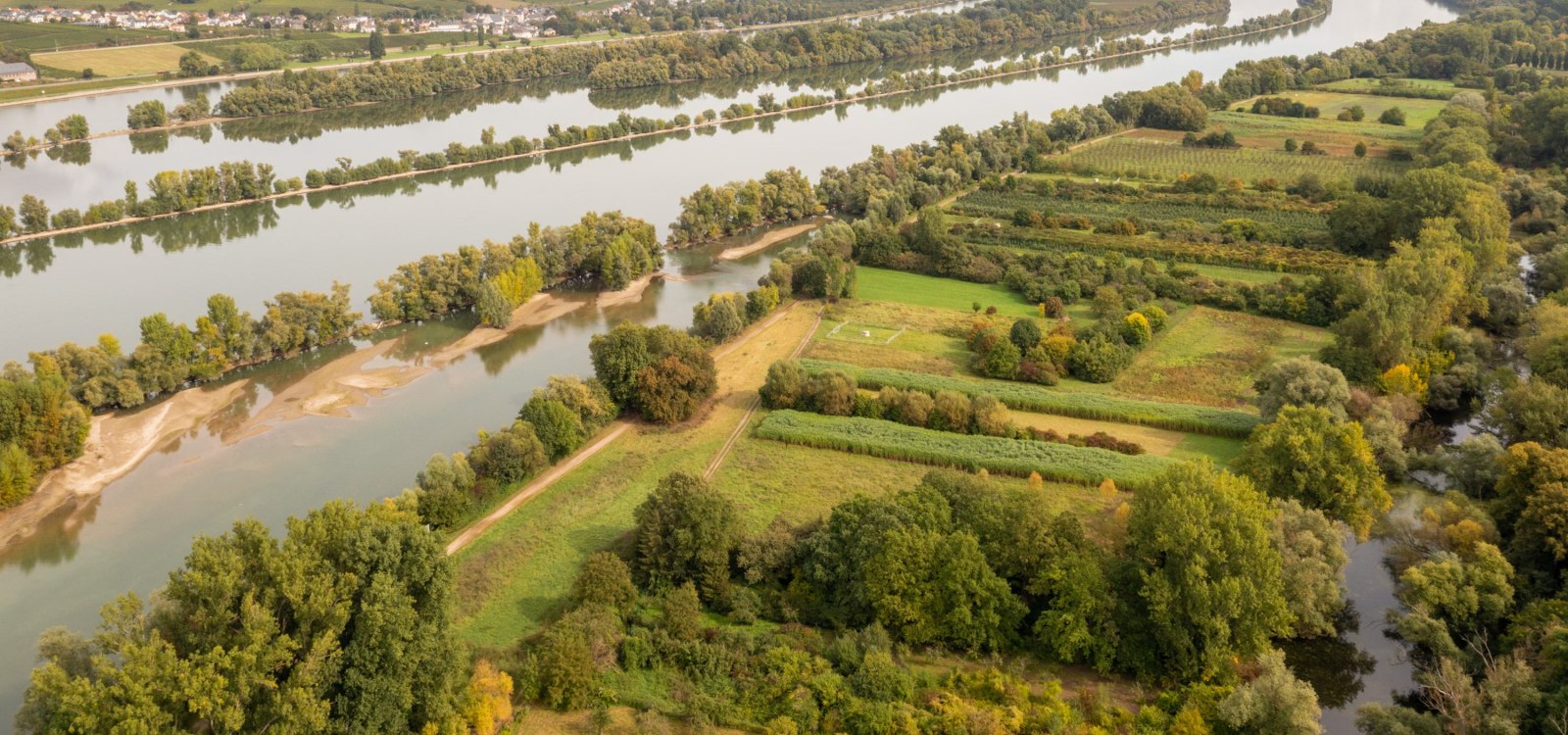 De Rijnweiden bij Ingelheim, © © Dominik Ketz