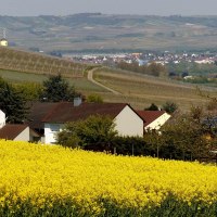 2016-05-02 (23) Winzenheim, Weinbergblick, Rapsfel © Weingut Butzbach