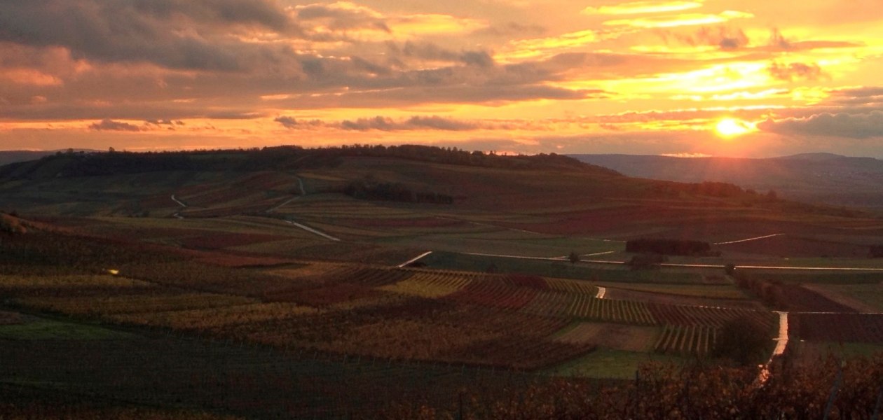 Weingut Kathrinenhof_Weinreben 2, © Weingut Kathrinenhof