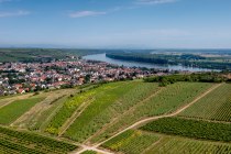 Niersteiner Parterberg-DJI_0222-178, © Torsten Silz