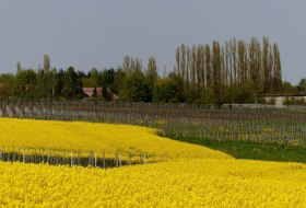 2016-05-02 (26) Winzenheim, Weinbergblick, Rapsfel