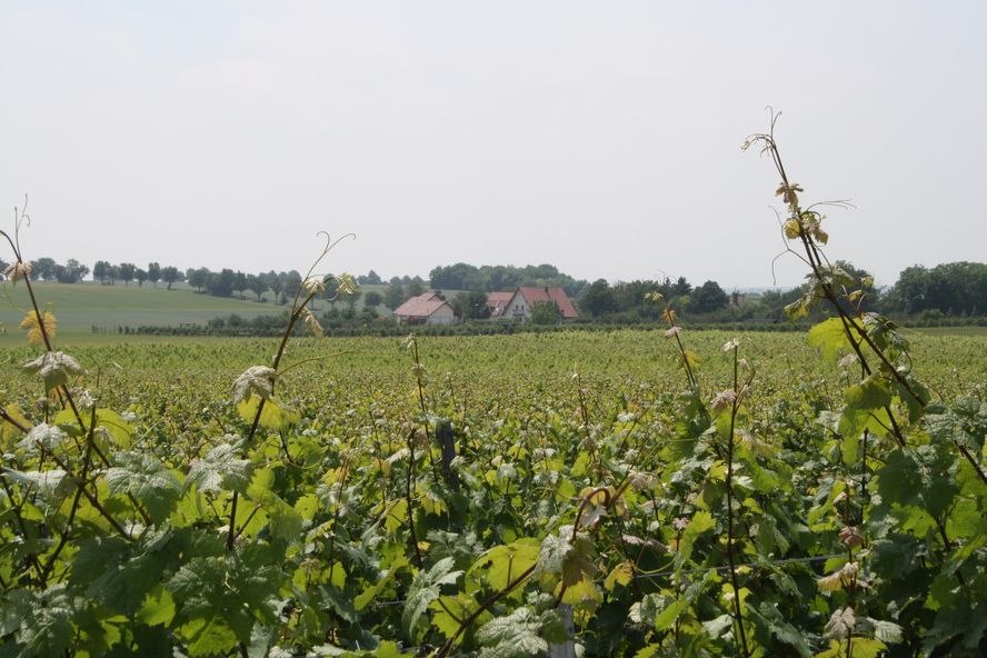 Weingut_Weinberg, © Weingut Bischmann