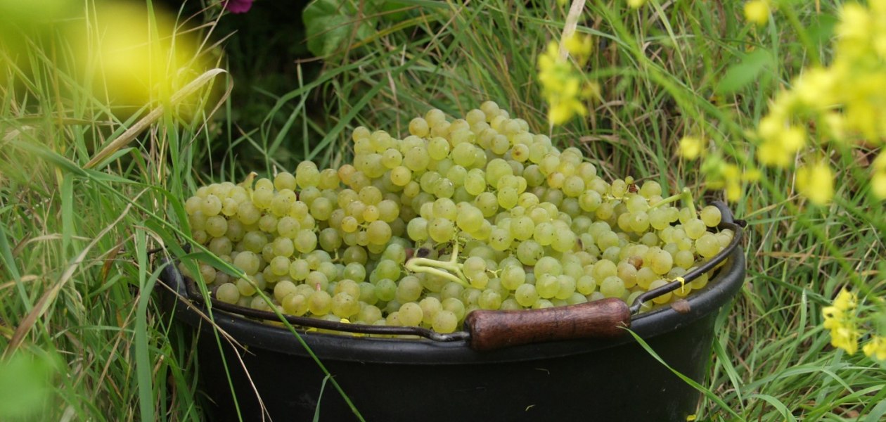 bruehler-hof-lezing, © Weingut Brühler Hof