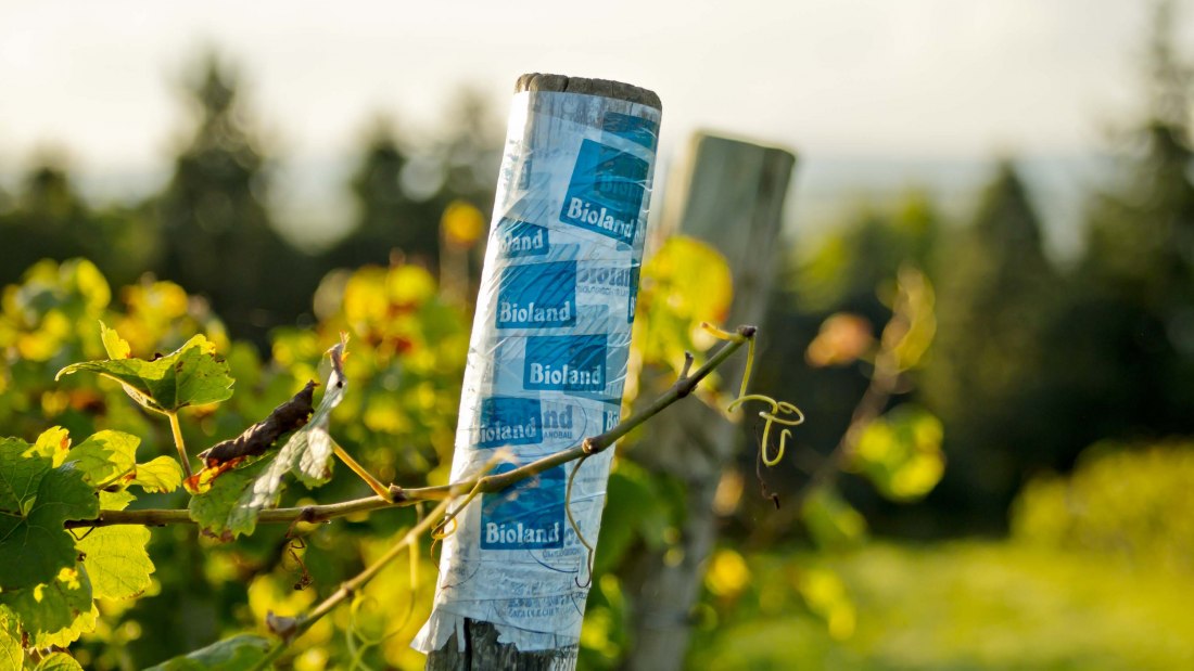 wijnmakerij-gaenz-bioland-stapel, © Weingut Gänz