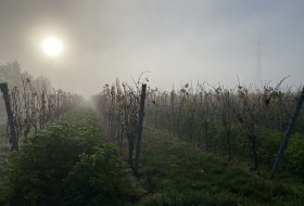 November in Rheinhessen