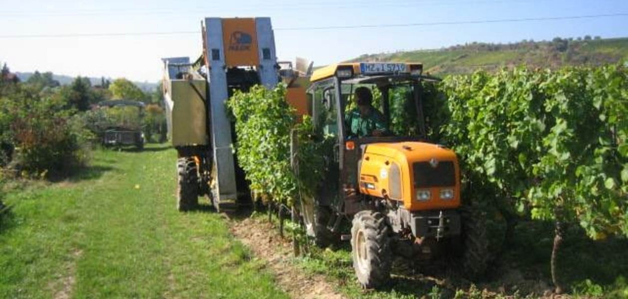 Weingut Heise am Kranzberg_Weinlese, © Weingut Heise am Kranzberg