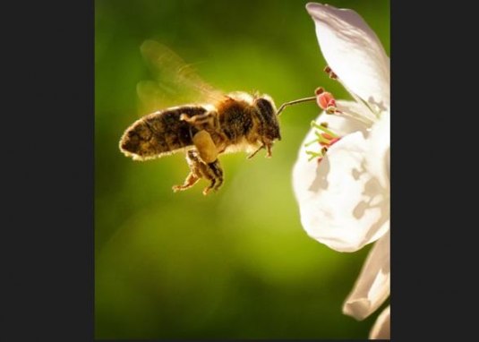 Bienenstoock & Honigstasting