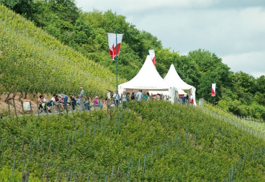 Roter Hang Weinpräsentation