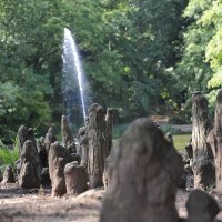 Wurzeln der Sumpfzypresse im Schlosspark