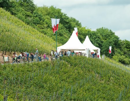 Excellent wine festivals