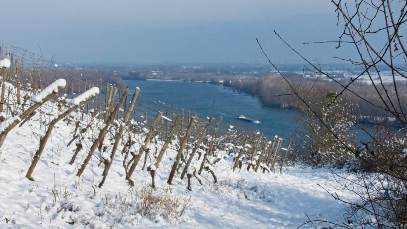 Frank-Hamm-Winterwandern-15-Rhein-Rheinebene, © Frank Hamm