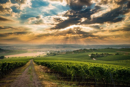 Sonnenuntergang in den Weinbergen, © CC BY SA 4.0 Dominik Ketz