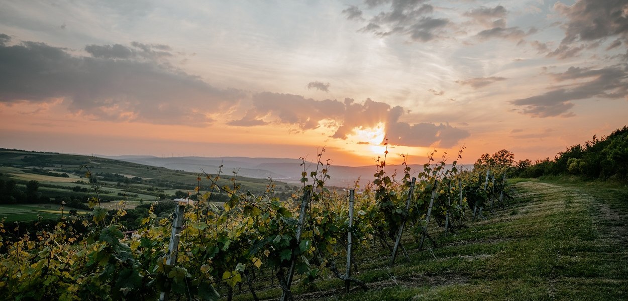 © Weingut Finkenauer-Franz