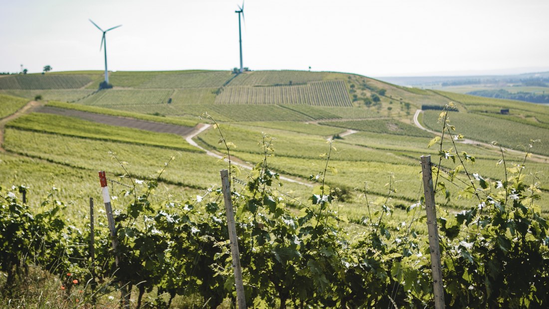 Weingut-Abthof-Juni-2021-DRUCK-1, © Weingut Abthof