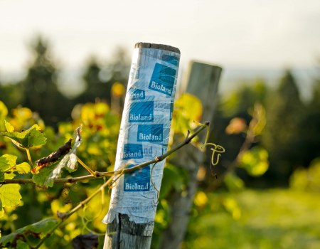 wijnmakerij-gaenz-bioland-stapel, © Weingut Gänz