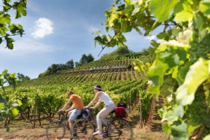 Cycling on the famous vineyard &quot;Roter Hang&quot;, © Georg Knoll