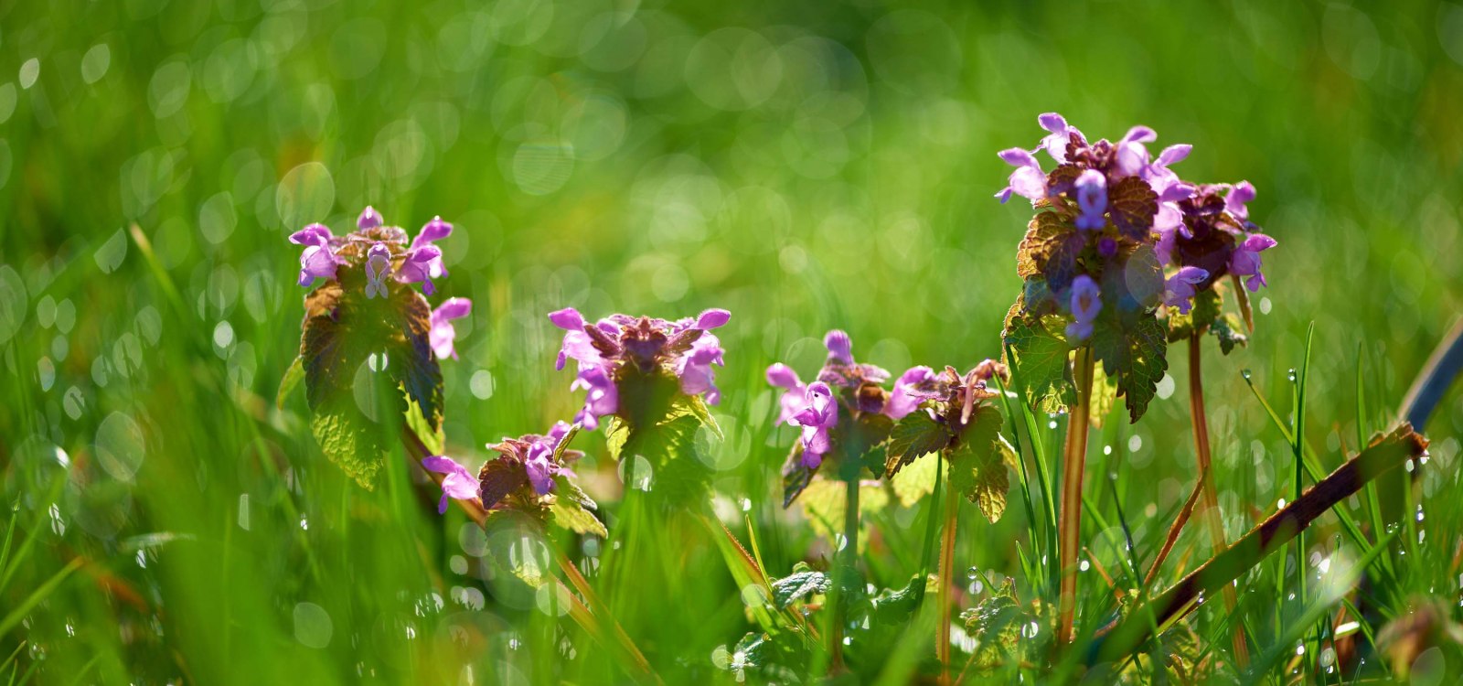 spring meadow