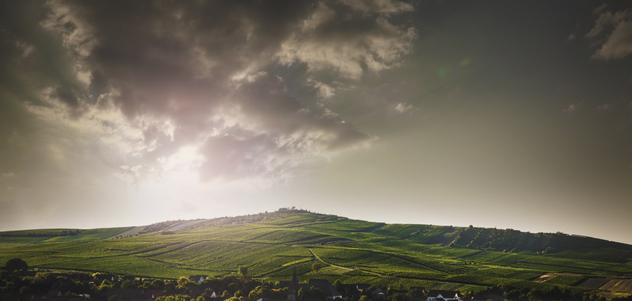 Weingut Bretz_Landschaft, © Weingut Bretz