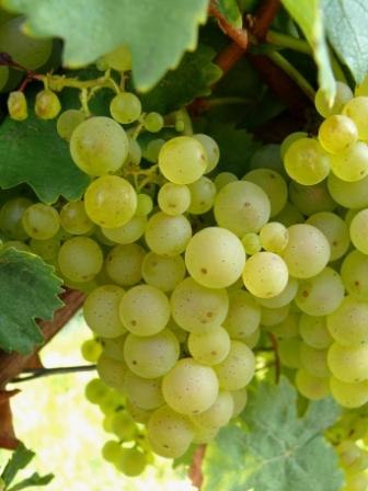 Riesling grapes, © Gut Erbes