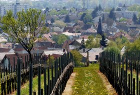 2016-05-02 (12) Winzenheim, Weinbergblick © Weingut Butzbach