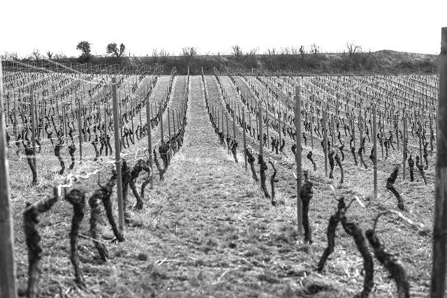 winery-brandt-photo-4, © Weingut Brandt