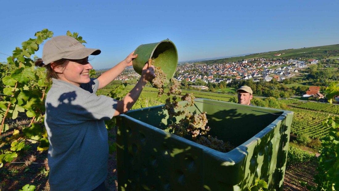 Weingut Fritz Ekkehard Huff_Winzer, © Weingut Fritz Ekkehard Huff