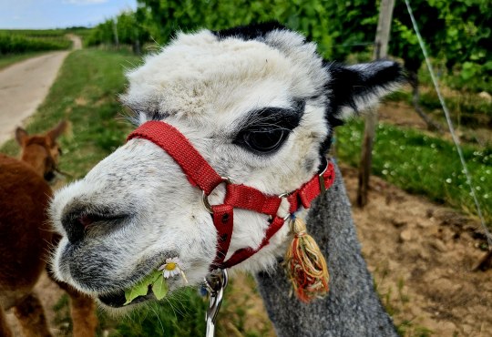 Alpakawanderung Weingut Meiser, © Marina Noble