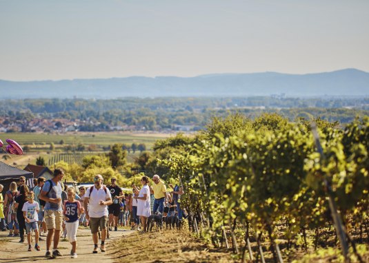 Alsheimer Weinwandern © Inmedia