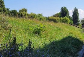 Der Rheindamm © Stadt Ingelheim/uz