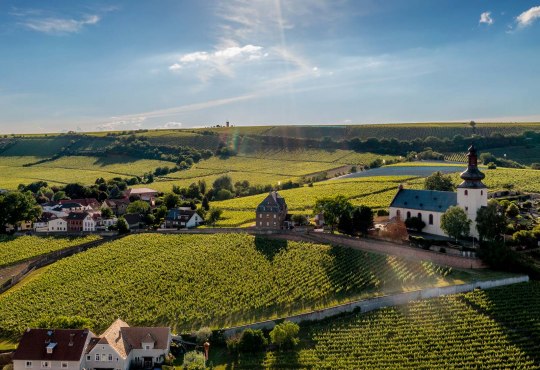 Weinlage Niersteiner Glöck bei Sonnenuntergang. Oberhalb der Weinlage liegt die Kilianskirche, eine Sehenswürdigkeit in Nierstein, © Torsten Silz