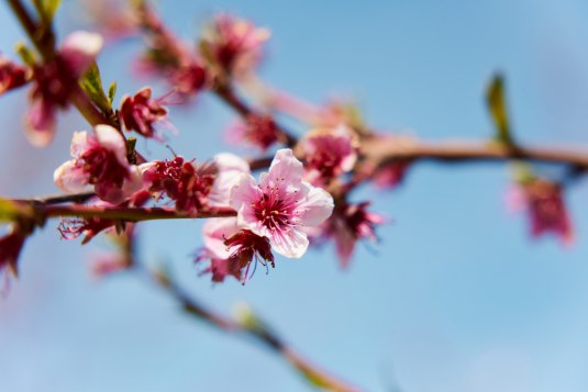 Obstblüte in Rheinhessen, © Vincent Dommer