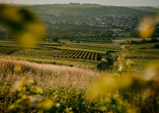 © Weingut Finkenauer-Franz