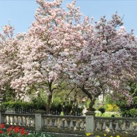 Magnolienblüte Schlosspark © GuT