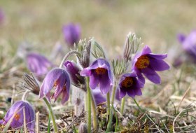 Flora in Spring © Adobe Stock