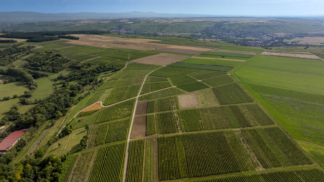 Nieder-Hilbersheimer Steinacker-020 Kopie