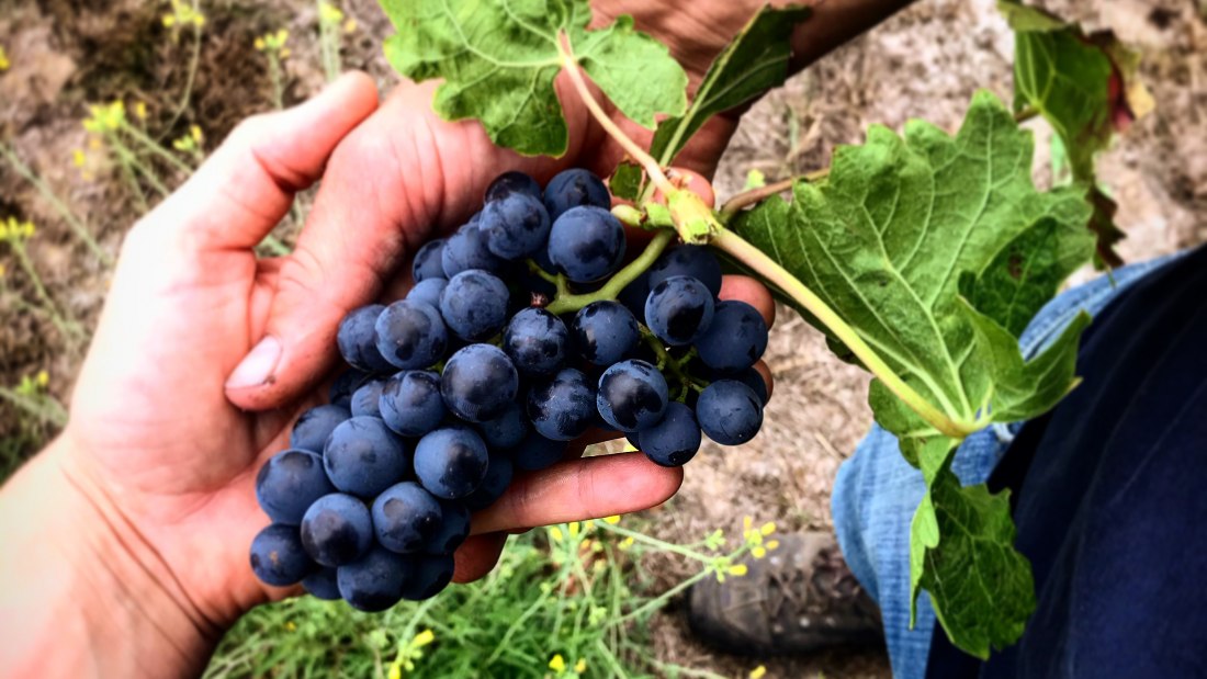 Weingut Baum_Weintrauben gehalten von Lena und Sebastian, © Lena Göth