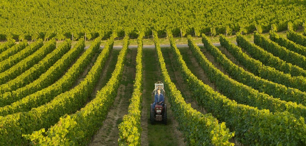 Weingut Baumann_Weinreben, © Weingut Baumann